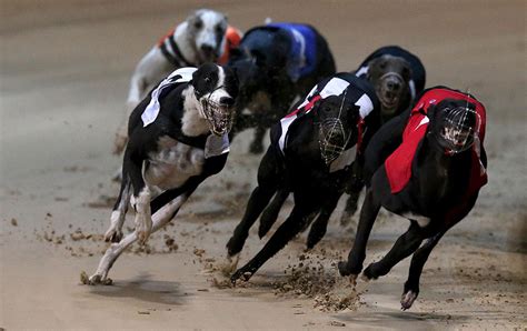 irish greyhound derby betting